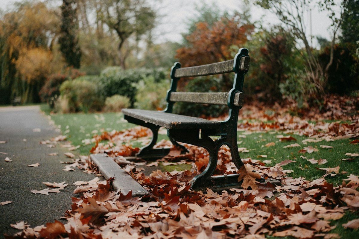 Banc en bois noir au milieu de feuilles mortes dans un parc