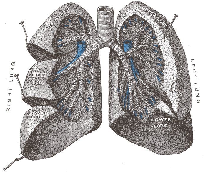 Planche anatomique ancienne de l'Anatomie de Gray montrant les bronches et les bronchioles