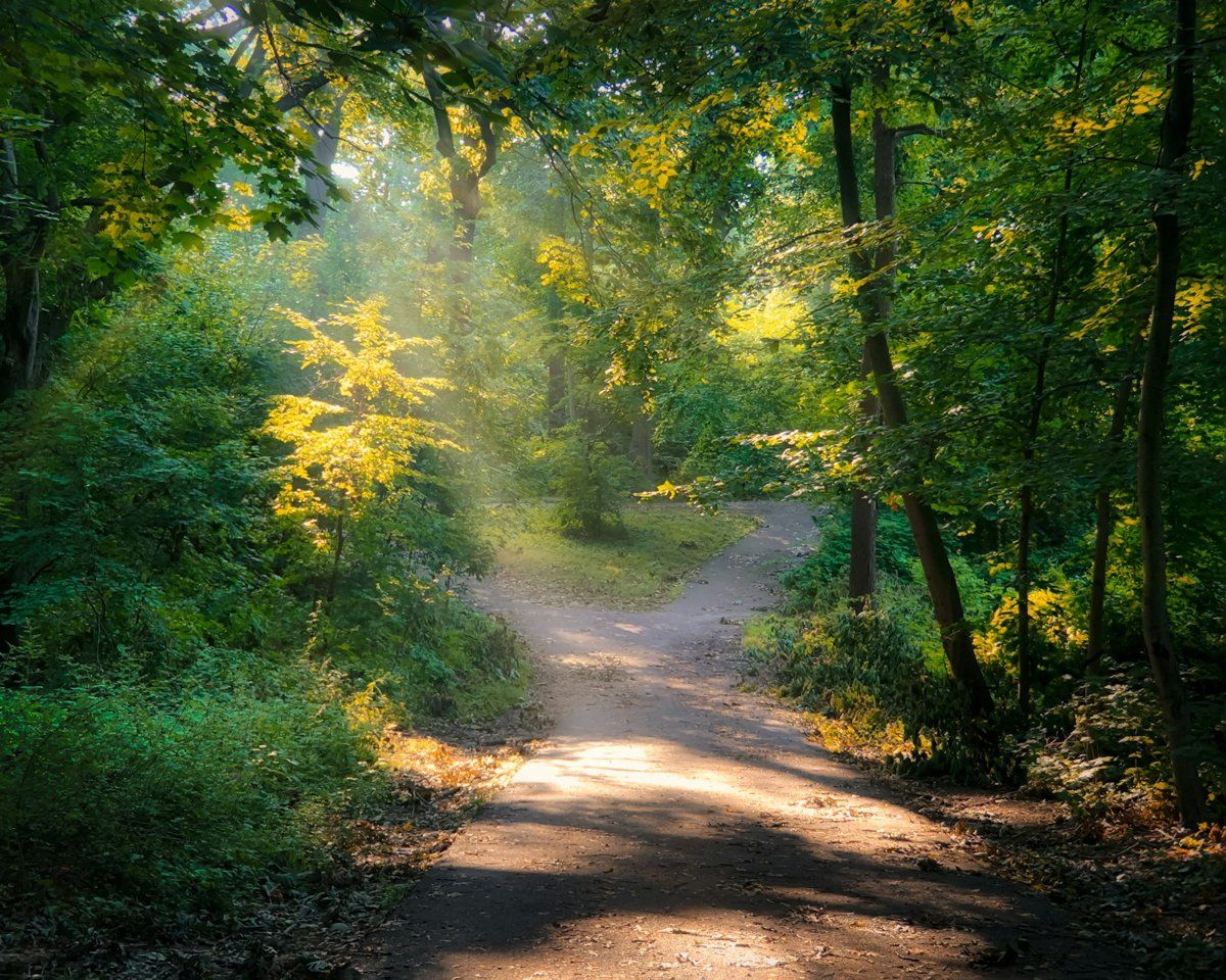 A path running between green trees in bright daylight