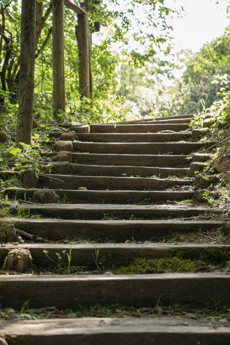Escalier en bois aménagé dans une forêt, entre les arbres
